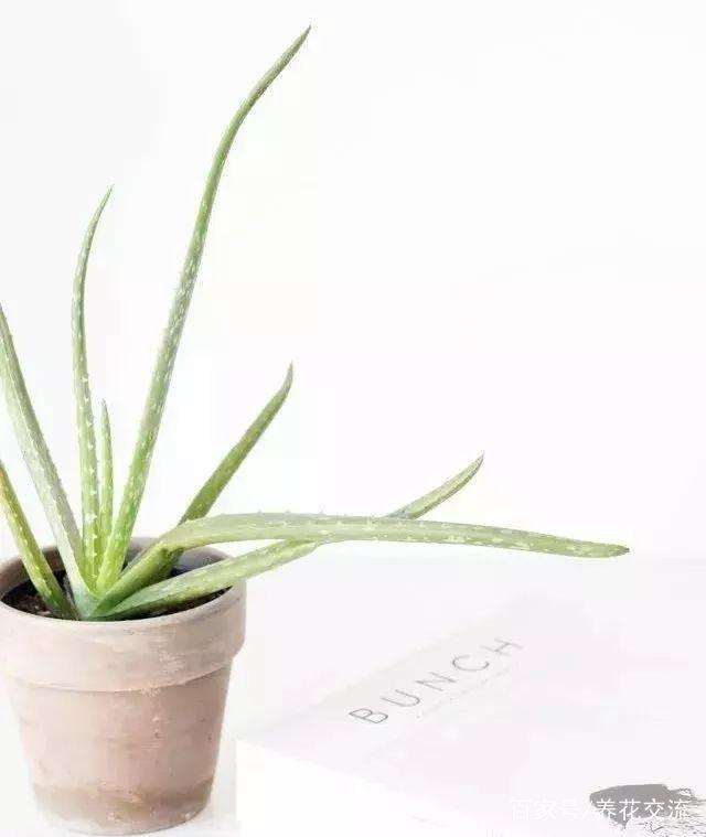 养花可以愉悦身心,养花能让人心旷神怡