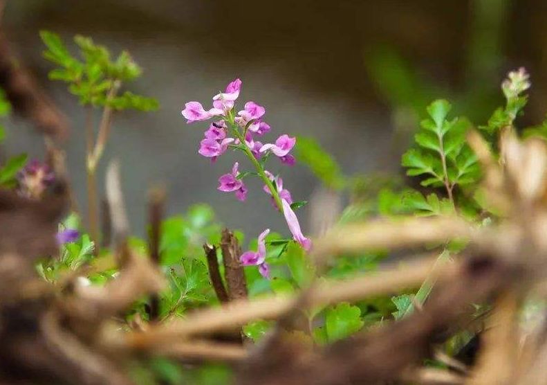古诗最是一年春好处,表达一年收获感慨的诗句