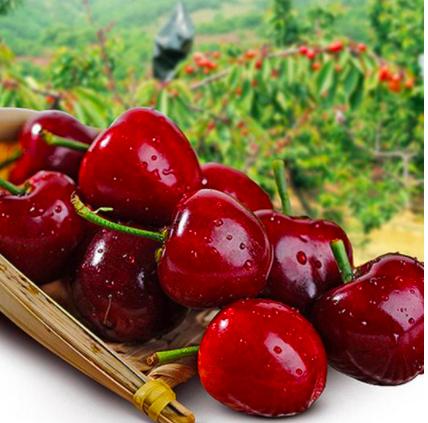 中国樱桃和车厘子的对比,不要再争了完整视频