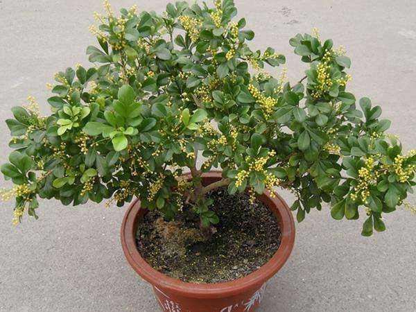 米兰开花的时候如何养护,米兰花期养护方法