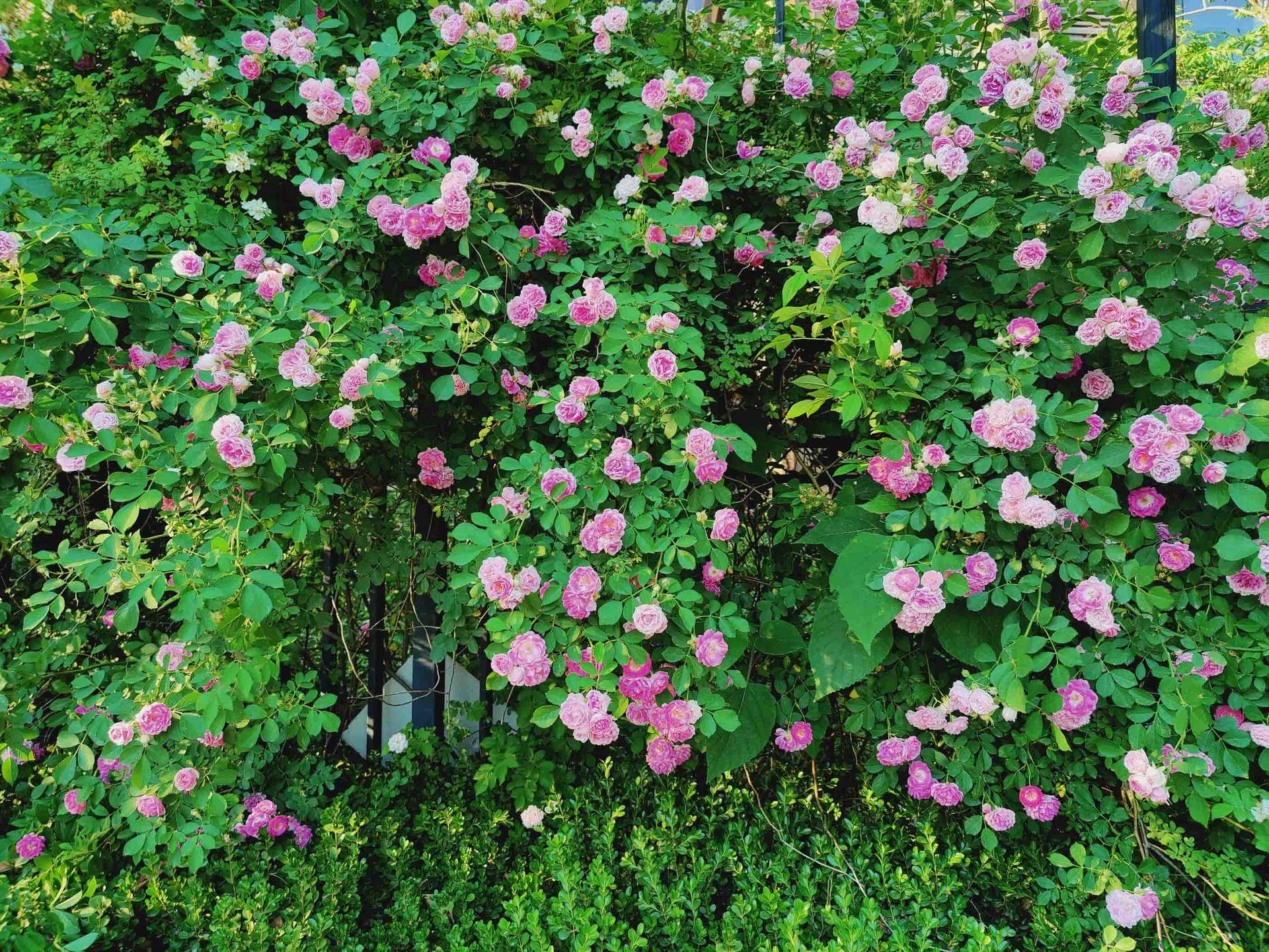 oneplus8pro2024还值得买吗,oneplus8pro测评