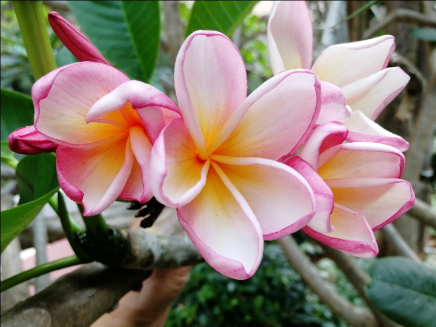 小区的广玉兰花开了,鸡蛋花树开花图片