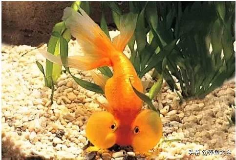 罕见最漂亮的金鱼图片,漂亮的金鱼图片大全