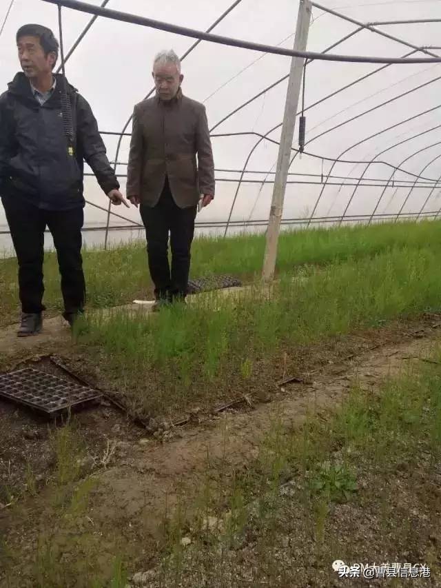 曹县十大强镇,曹县全国百强镇