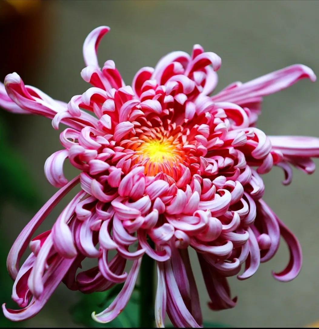 想弄清菊花的看过来，这里有你想要的答案