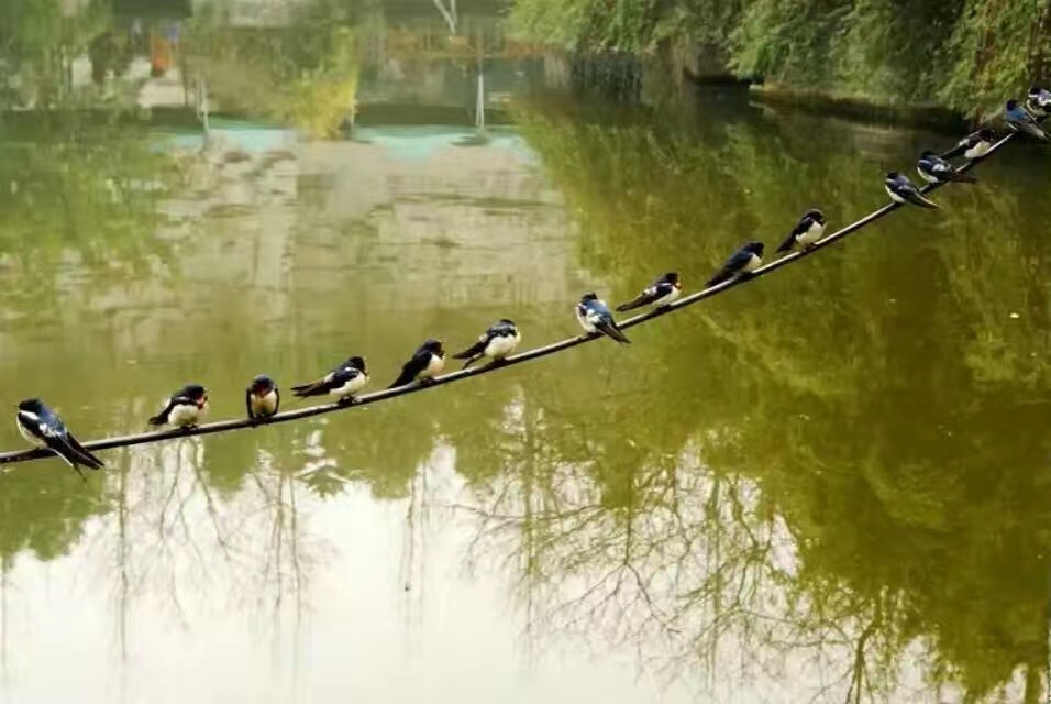 七律写春之韵,赞美春韵的七律