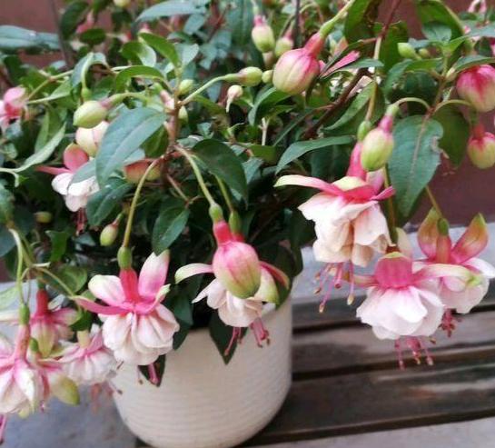 盆栽蚂蚁怎么快速处理掉,盆栽里面有蚂蚁怎么消除