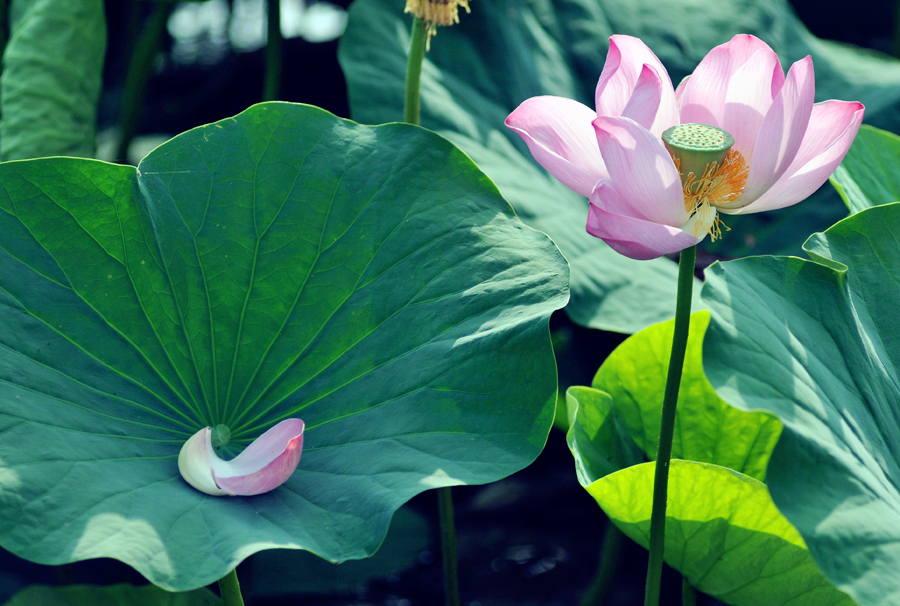 鹤城印象荷花图片,鹤城区看荷花