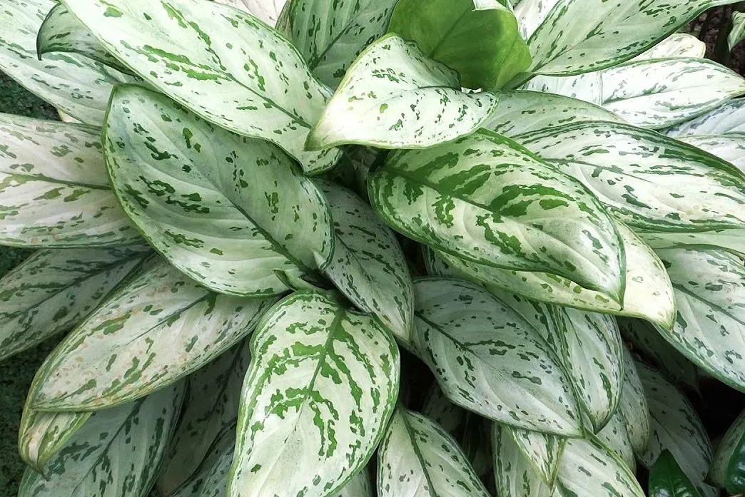 金盆洗手吧，植物杀手们