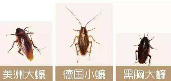 为啥不用鞋子打蟑螂,蟑螂用拖鞋拍死的后果