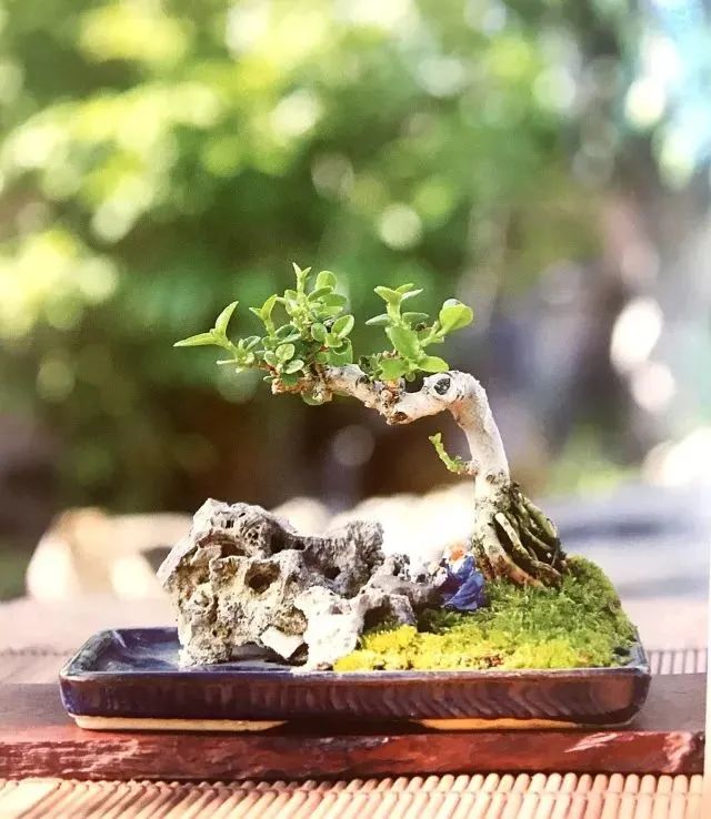 适合初学者制作的盆景造型,2016年最新盆景制作以及盆景欣赏