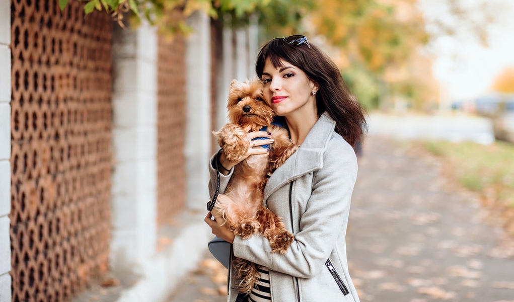 可爱的茶杯犬后面真相却很残忍,茶杯犬是怎样形成的视频