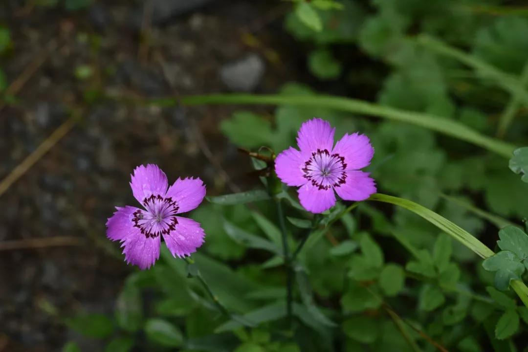 冬天常见中药植物图片及功效,花期长的草本植物图片
