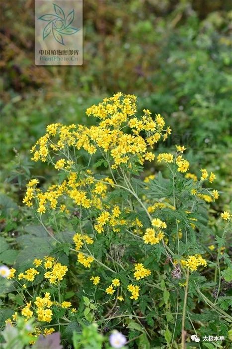 野菊花有清热解毒凉血药吗,野菊花治头痛