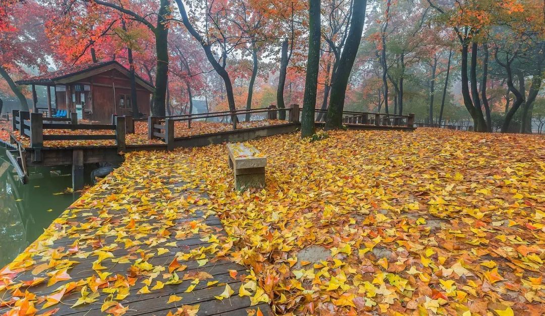 一入秋苏州成姑苏,秋色一入秋苏州就成了姑苏