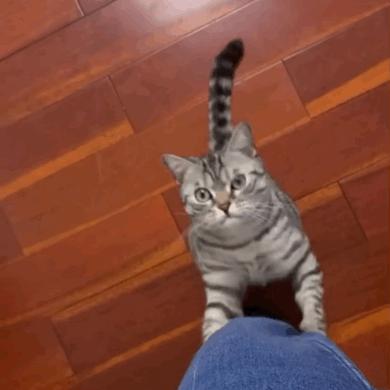 养猫人哭了 (朝九晚五适合养猫吗)