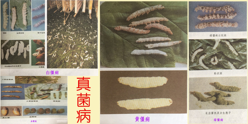 养蚕及蚕病防治知识,蚕脓病如何治疗