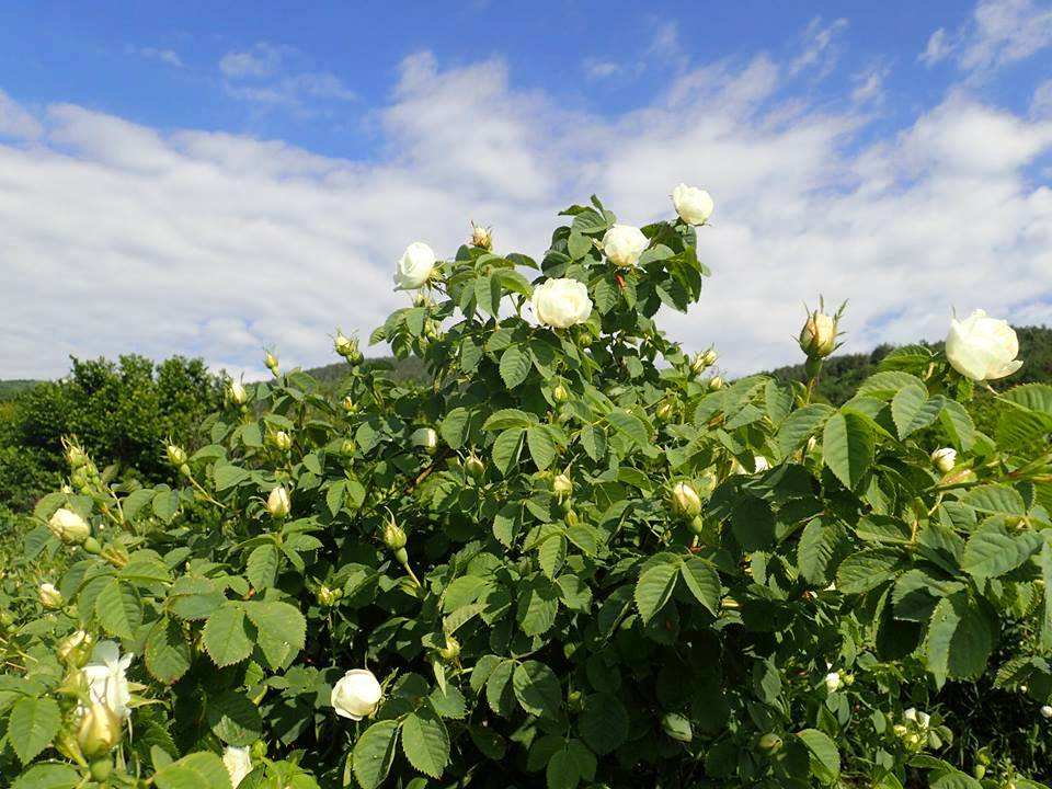 无限回购的大牌水乳好物,让人回购的护肤品