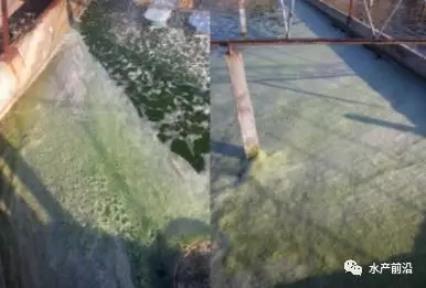 拒绝潜规则后如何处理,鱼池泡沫多最简单的处理方法