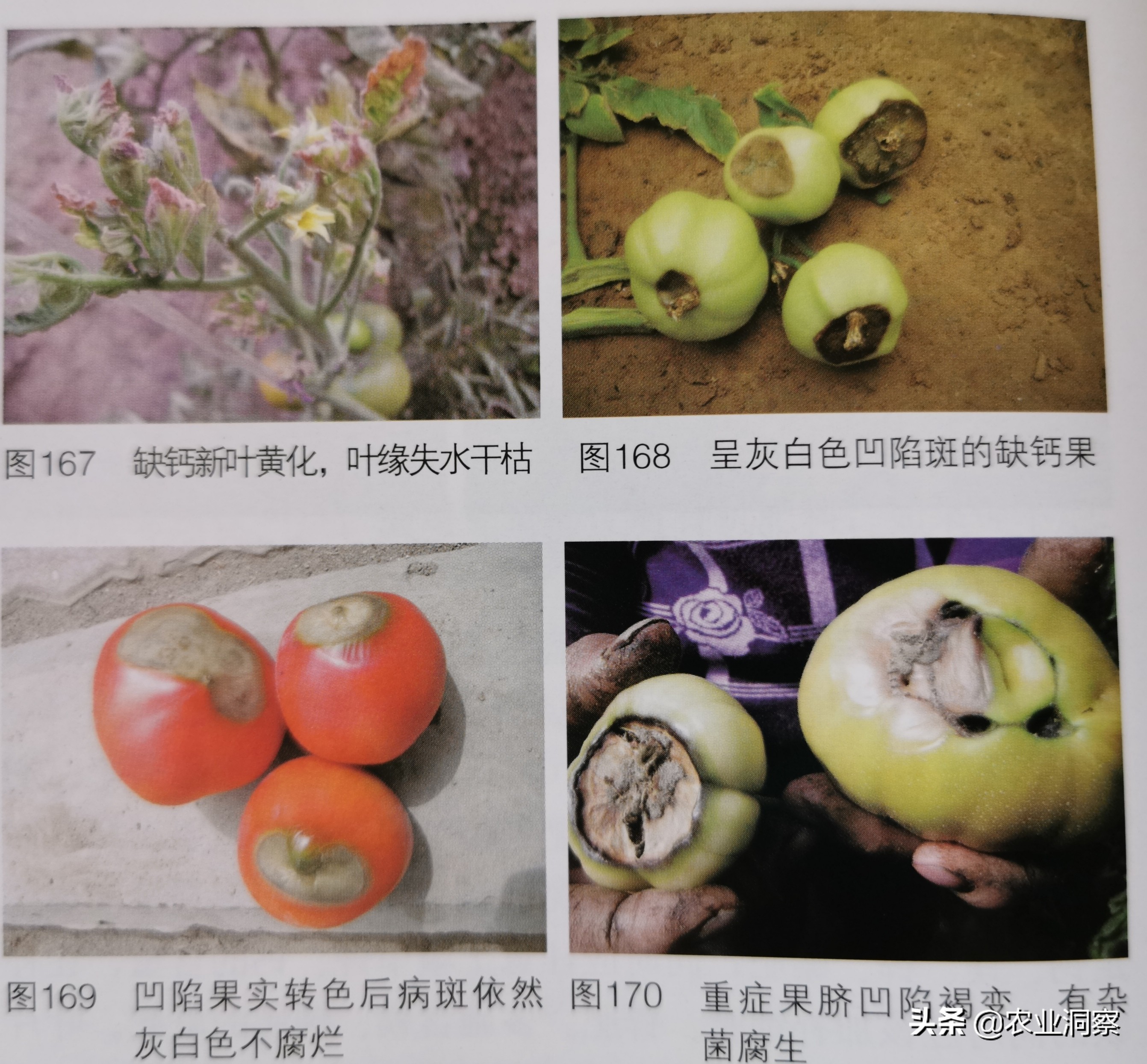 番茄生理性缺钙怎么处理,缺镁对番茄的影响