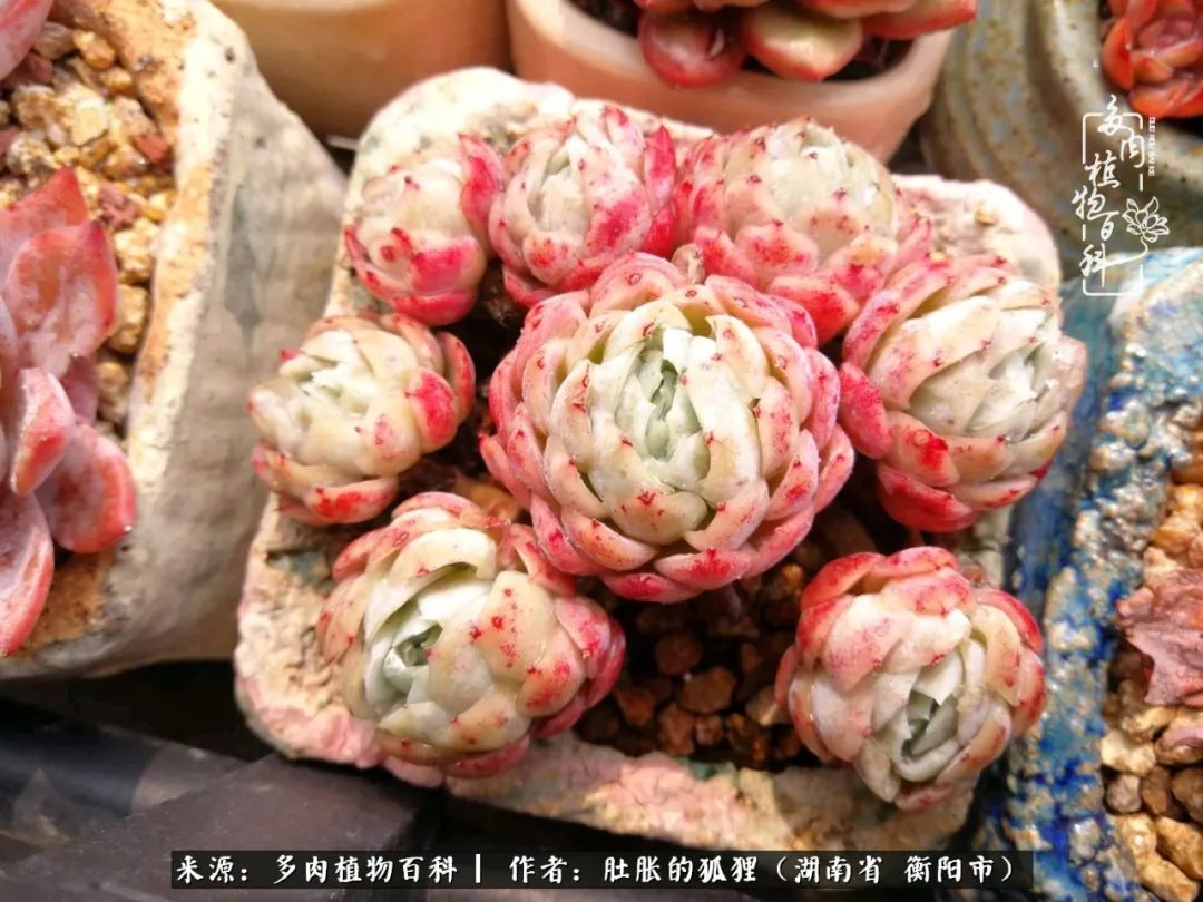 多肉用大盆养好还是用小盆养,多肉用石子养好还是用土养好