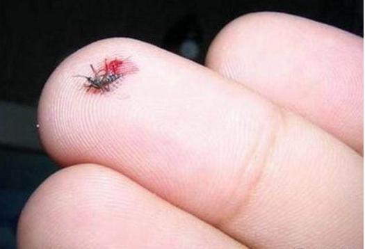 河边小黑蚊子咬人很痒,比芝麻还小的黑色蚊子怎么消灭