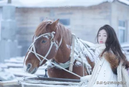 必备的马术知识,马术能不能速成