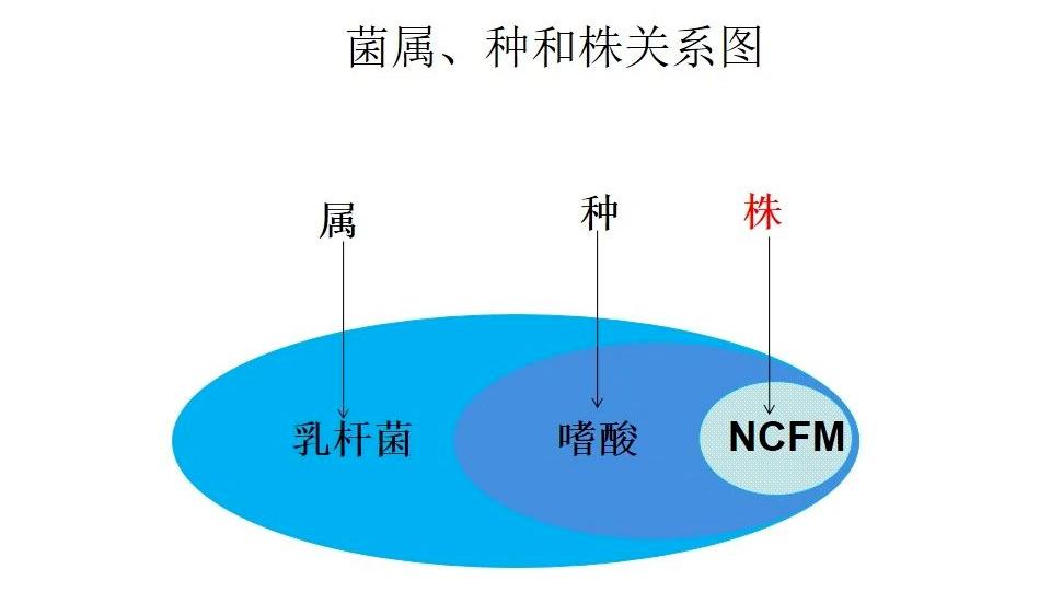 益生菌治发烧吗,发烧消炎药和益生菌先后顺序