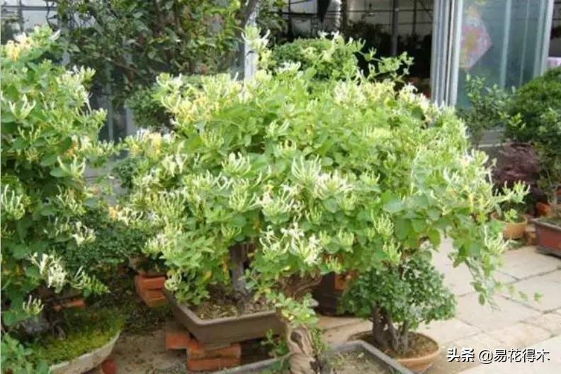 金银花黄叶子有黑斑是怎么回事,金银花现在发黄是啥原因