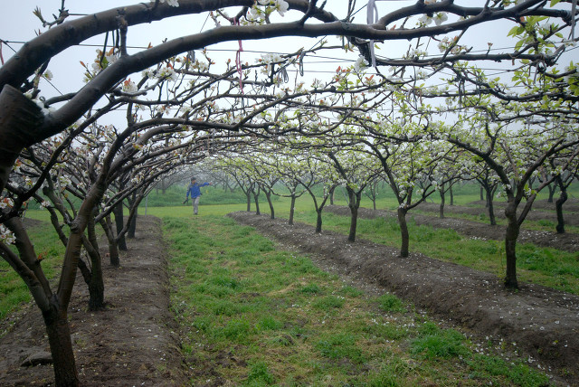 日本水果种植技术发达吗,日本水果发展前景