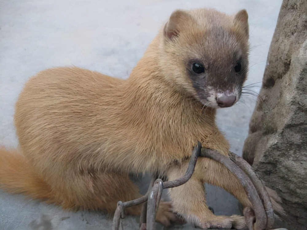 黄鼠狼报恩全集,黄鼠狼报恩