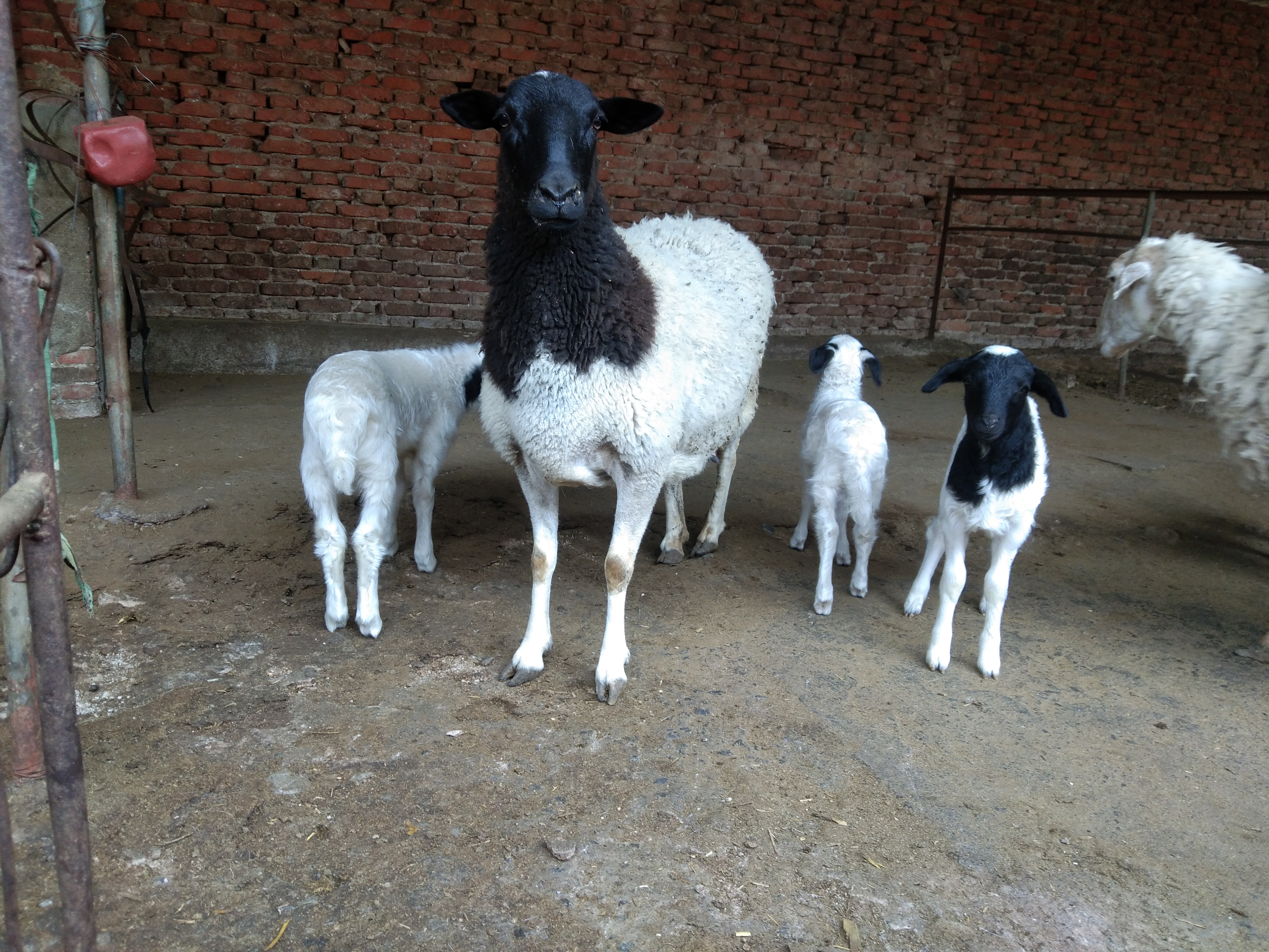 养羊疫苗时间表,养羊疫苗接种时间表