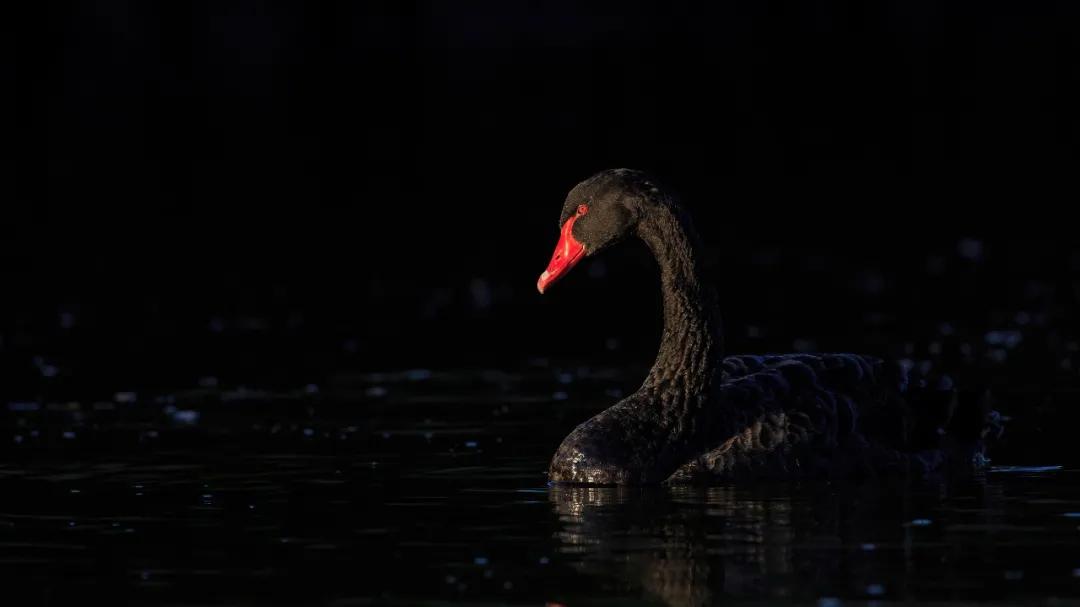 当一个公司开始内卷的时候,一个公司衰退的迹象