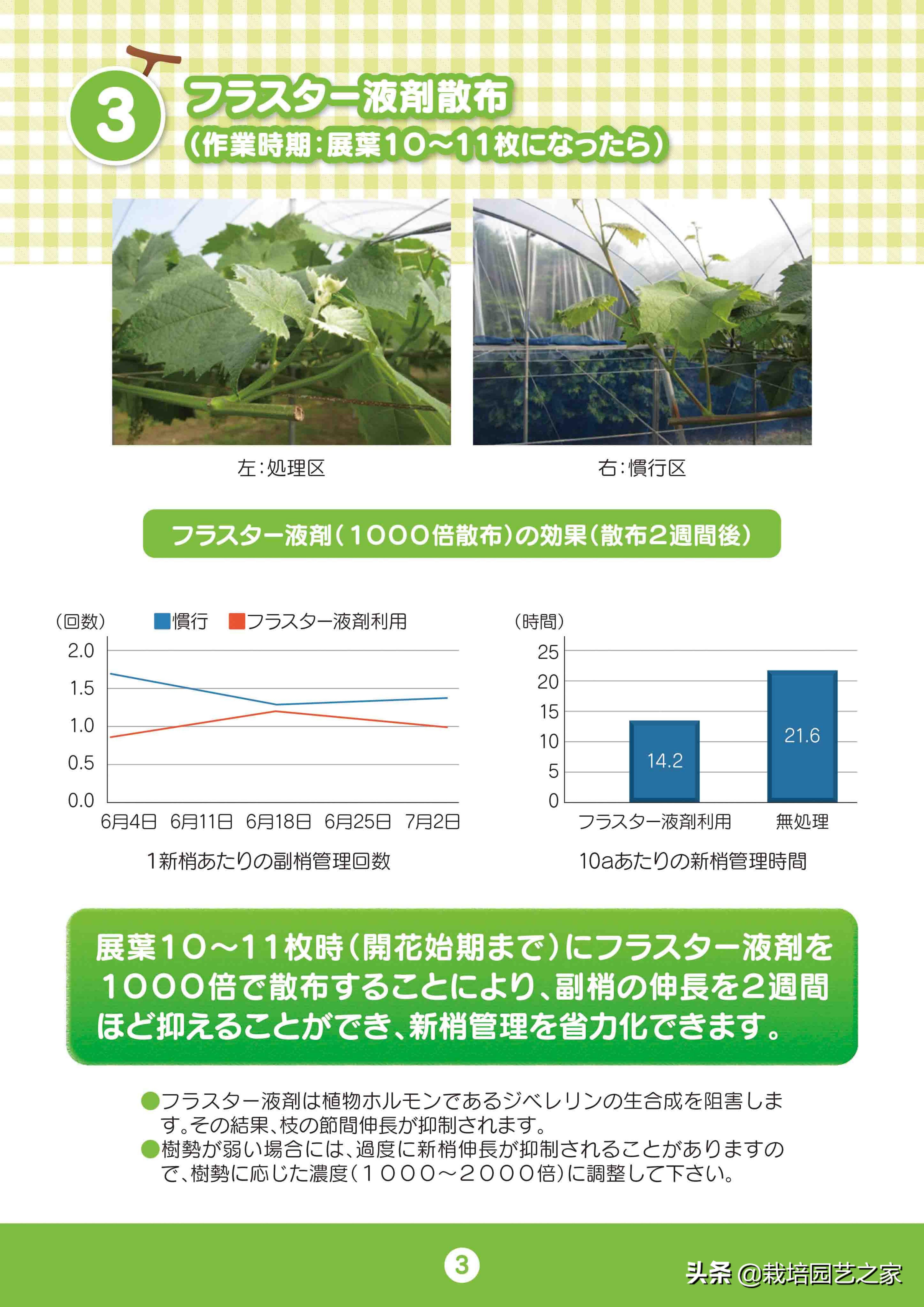 日本阳光玫瑰葡萄全教程,日本阳光玫瑰保果配方