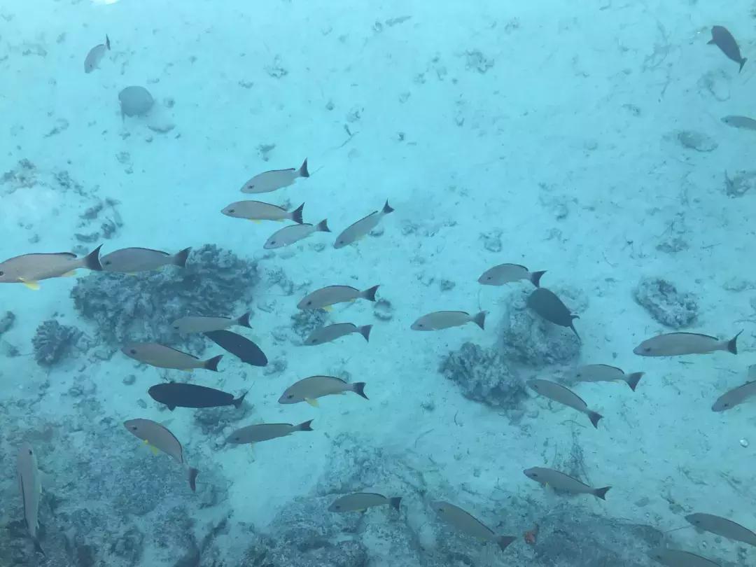 大溪地海岛婚礼,旅行结婚大溪地