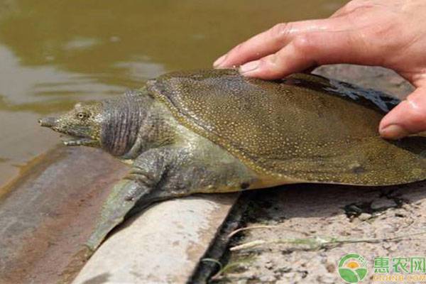 福寿螺养甲鱼视频,福寿螺甲鱼混养养殖可以吗