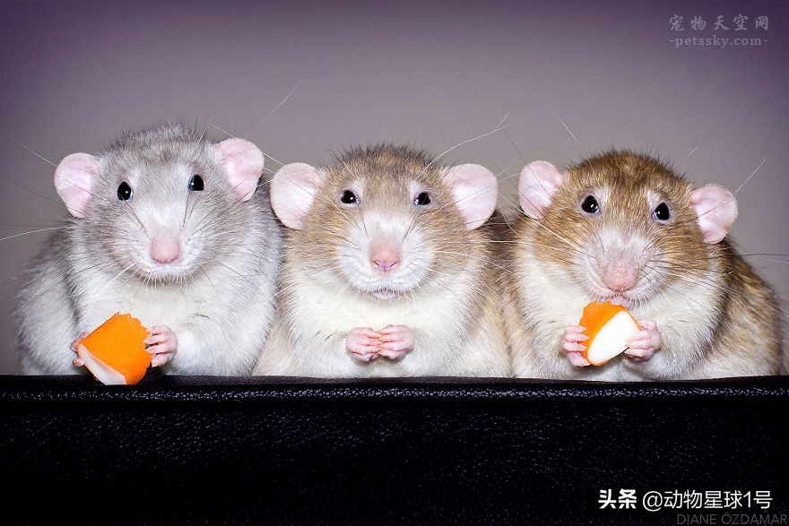 小老鼠也能成为宠物,小老鼠可以养吗
