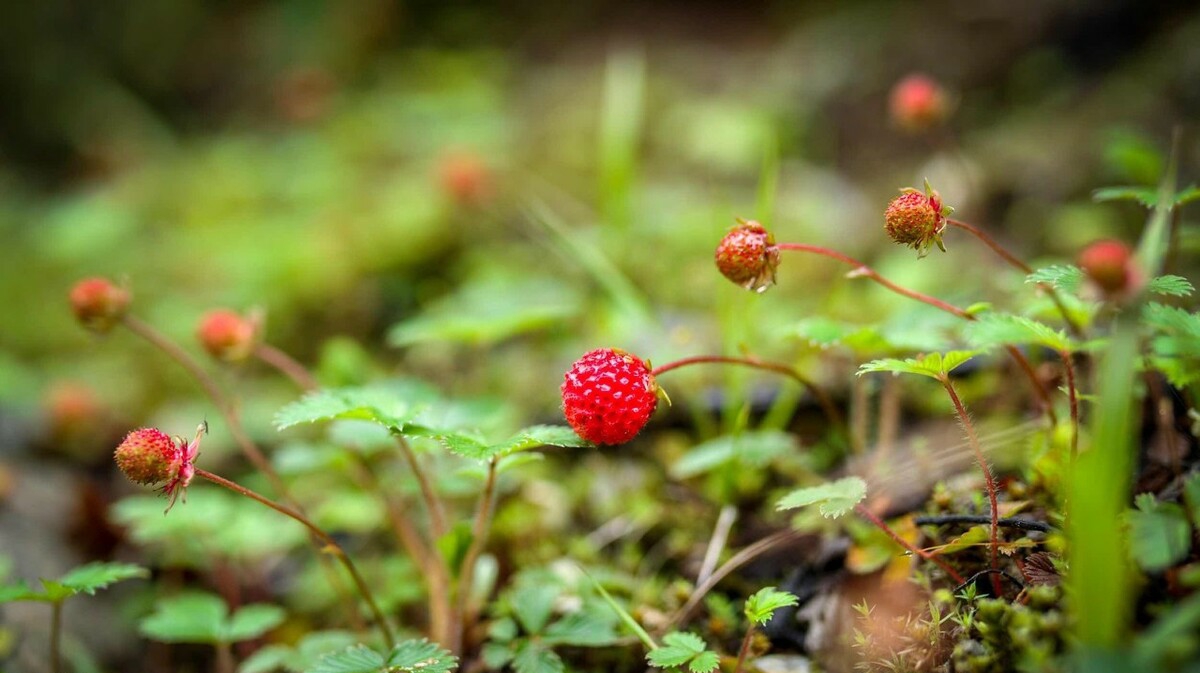 燕子沟最新视频,燕子沟未解之谜