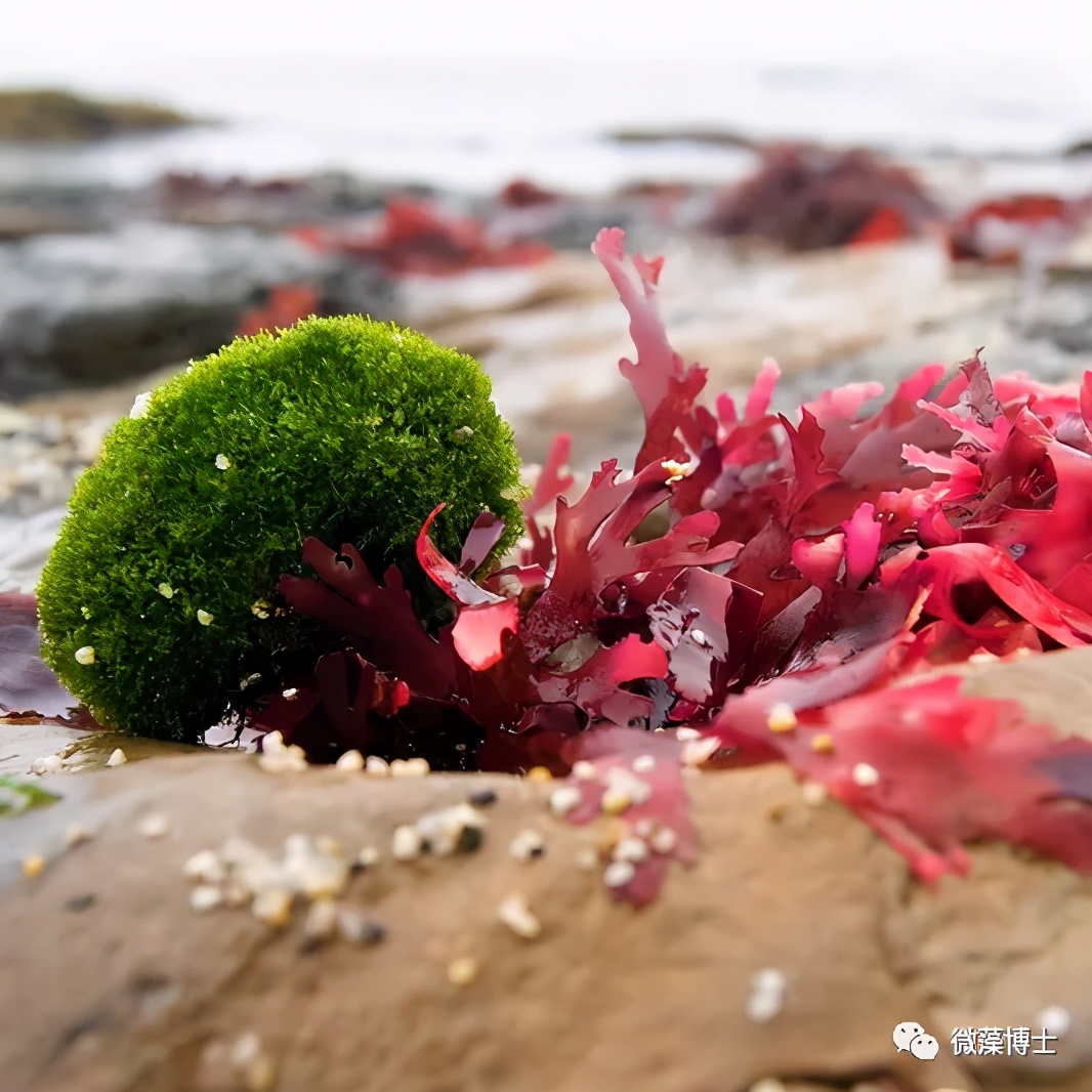 Biofach:藻类为基础的面食、类似肉类的食品和能量饮料引起了轰动