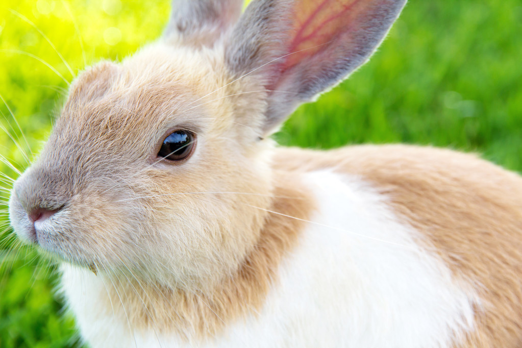 养兔技术与兔疾病防治,兔业养殖兔子毛癣病的防治