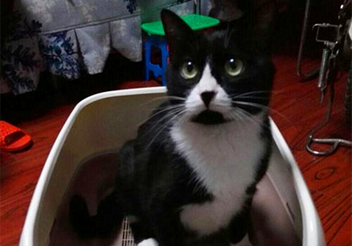 猫咪饮水是什么原因,猫咪饮水过多