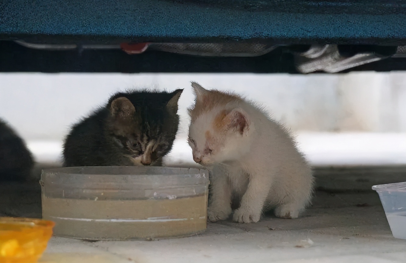 大象迁徙事件始末,大象迁徙为什么又回去了