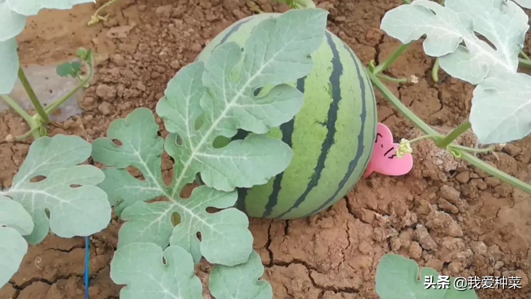 地里栽西瓜,露天西瓜种植一步一步教你