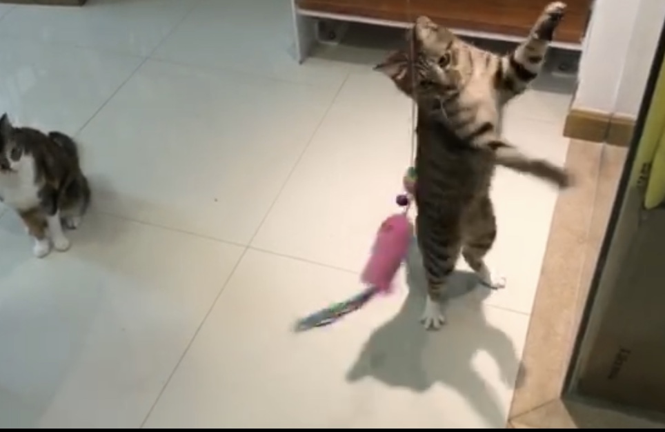 猫咪尿不出来多喝水还是少喝水,猫咪不爱喝水试试这个办法视频