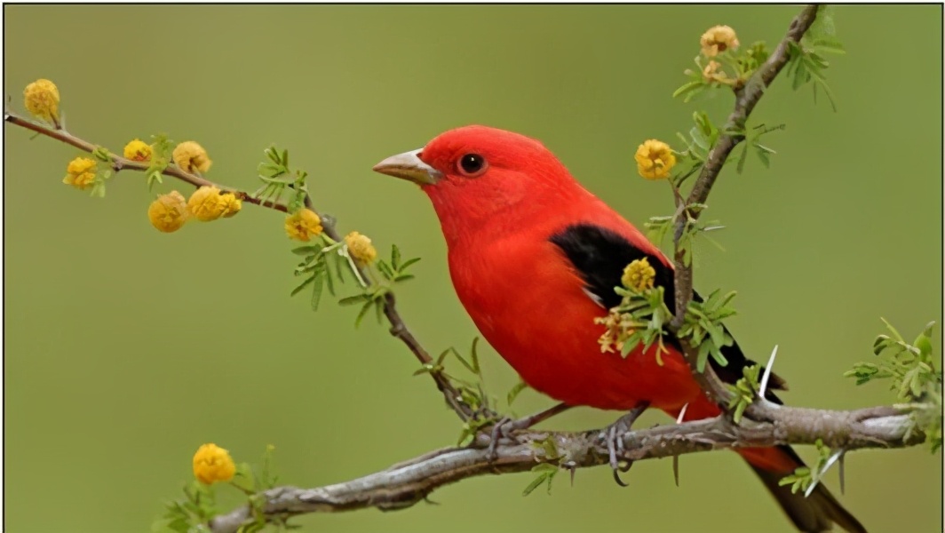 平头哥是陆地上最厉害的动物吗,被称为最无所畏惧的动物平头哥