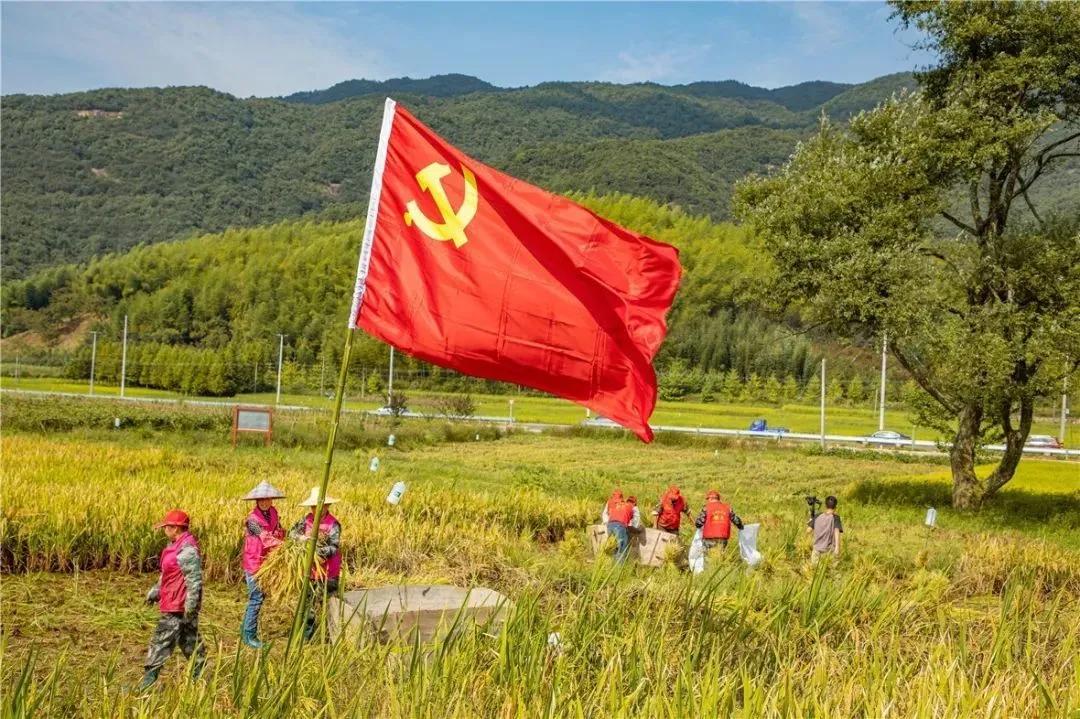 看！这是临安“雪山大米”的故事