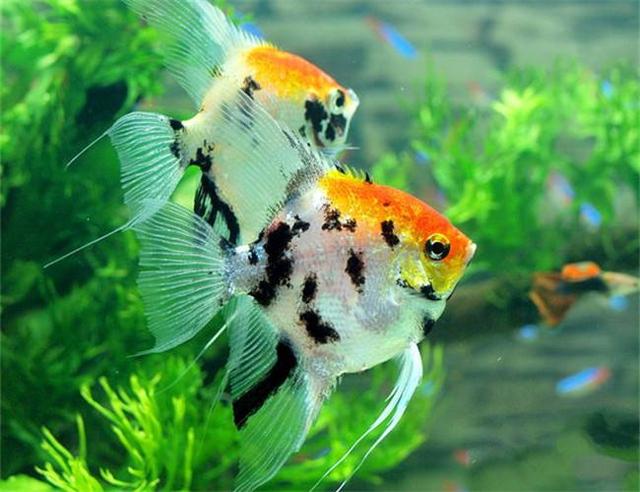 如何挑选品相好的燕鱼,买鱼从鱼友买还是商家买