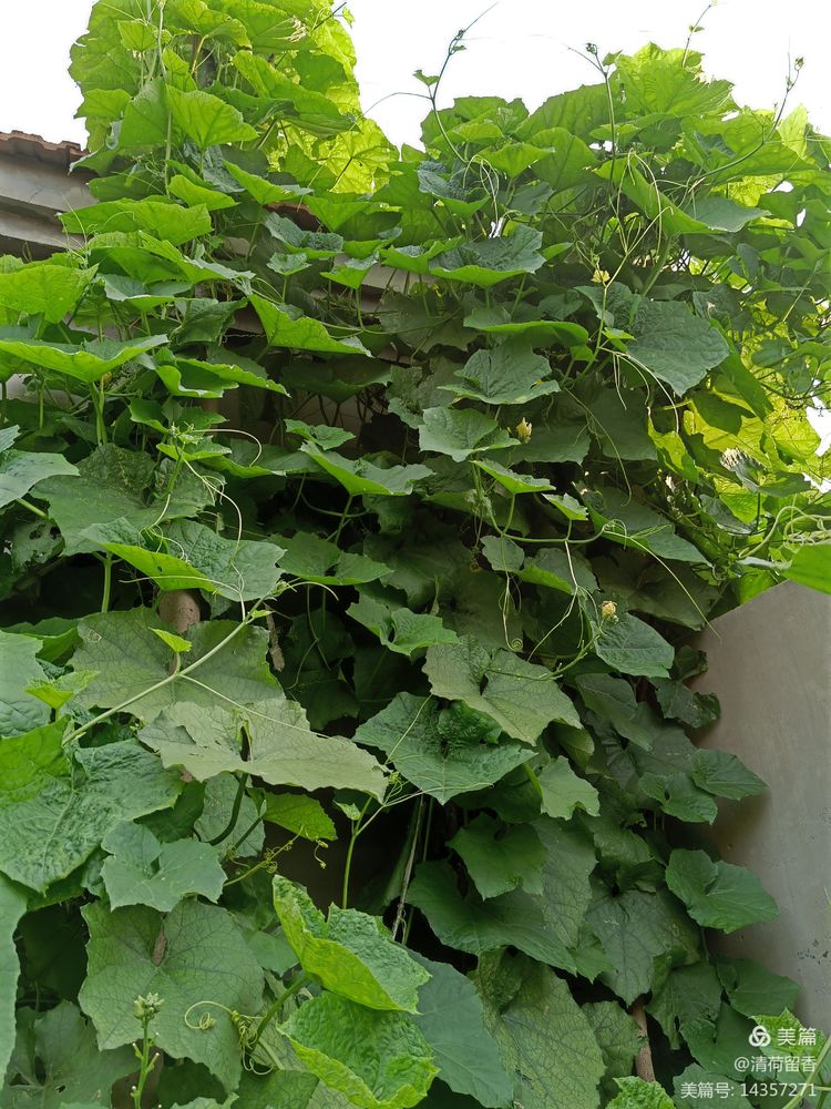 散文：黄黄的瓜花儿