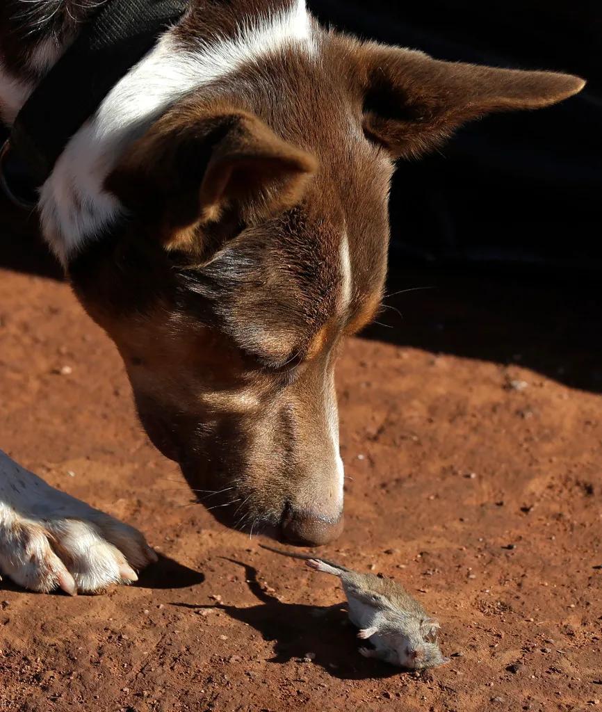 澳大利亚鼠灾事件视频,澳大利亚鼠害事件