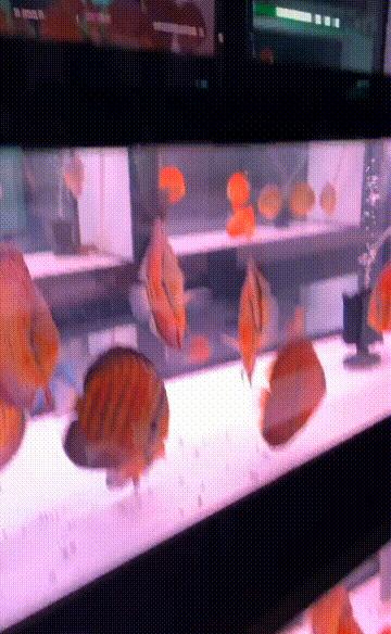 新手养七彩要注意什么,养七彩前期准备